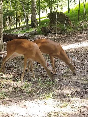 123 Rockingham Way Ellijay GA 30540
