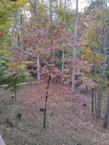 123 Rockingham Way Ellijay GA 30540