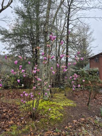 45 Black Bear Trace Murphy NC 28906