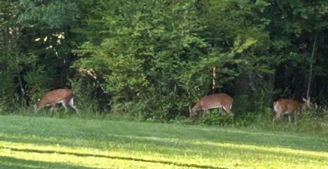 40 Wilderness Court Blairsville GA 30512