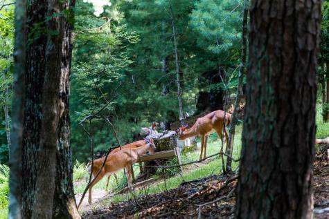 231 Buck Ridge Road Suches GA 30572
