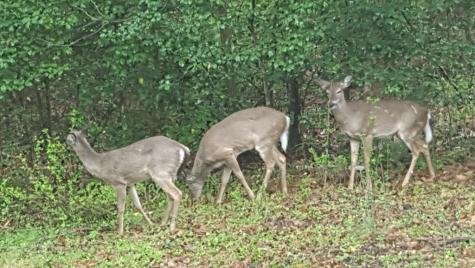 357 Nottely Woods Road E Blairsville GA 30512