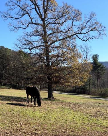 2086 Burnt Mountain Road Ellijay GA 30536