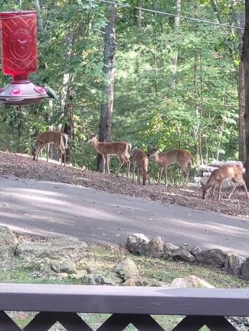 5 Pope Cove Trail Hayesville NC 28904