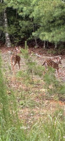 Lot 2 NW Rocking Chair Ridge Mineral Bluff GA 30559