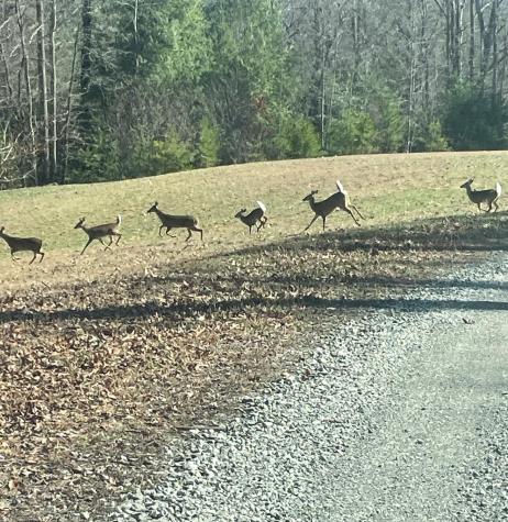 322 Deer Haven Trail Murphy NC 28906