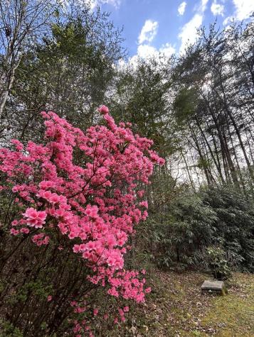 310 Licklog Court Hayesville NC 28904