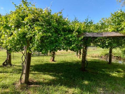 441 Foxfire Road Blairsville GA 30512