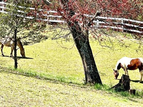 153 Rocking Chair Trail Hayesville NC 28904