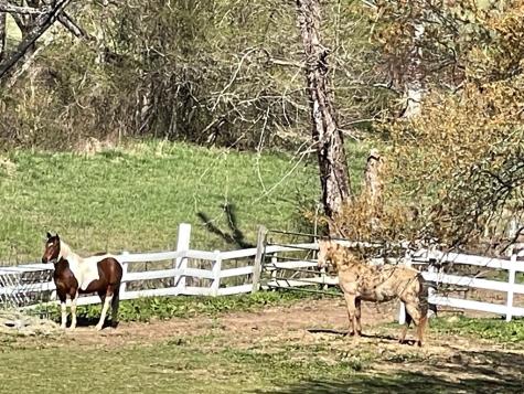 153 Rocking Chair Trail Hayesville NC 28904