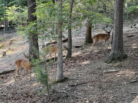 288 Ridgecrest Circle Ellijay GA 30540