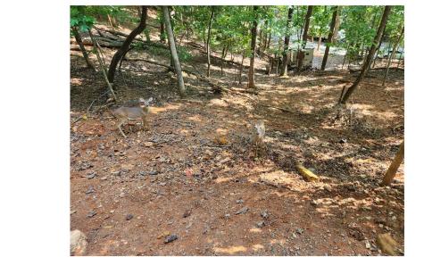 347 10th Street Ellijay GA 30540
