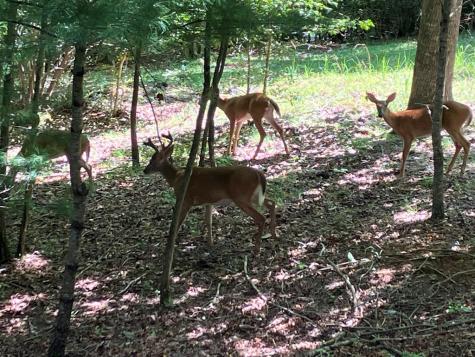 1066 Ridge Road Hiawassee GA 30546