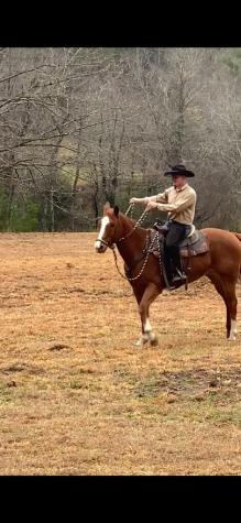 361 Bluebird Lane Blue Ridge GA 30513