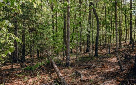 Alamo Trail Morganton GA 30560
