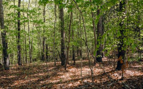 Alamo Trail Morganton GA 30560