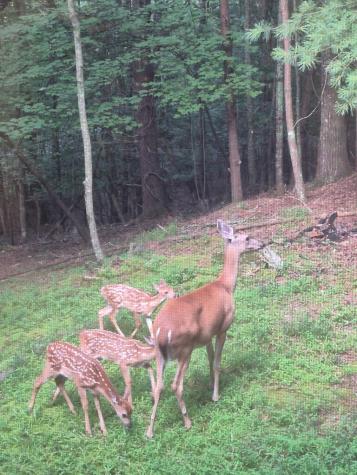 19 Blackberry Falls Lane Ellijay GA 30536