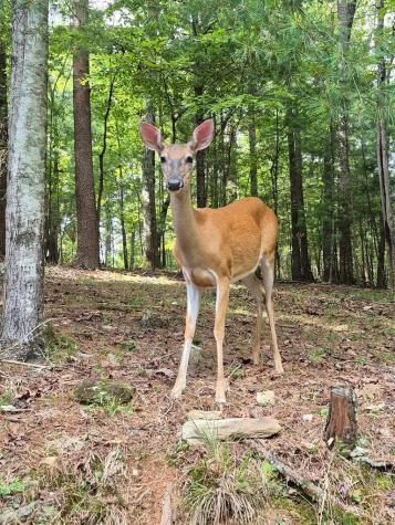 19 Blackberry Falls Lane Ellijay GA 30536