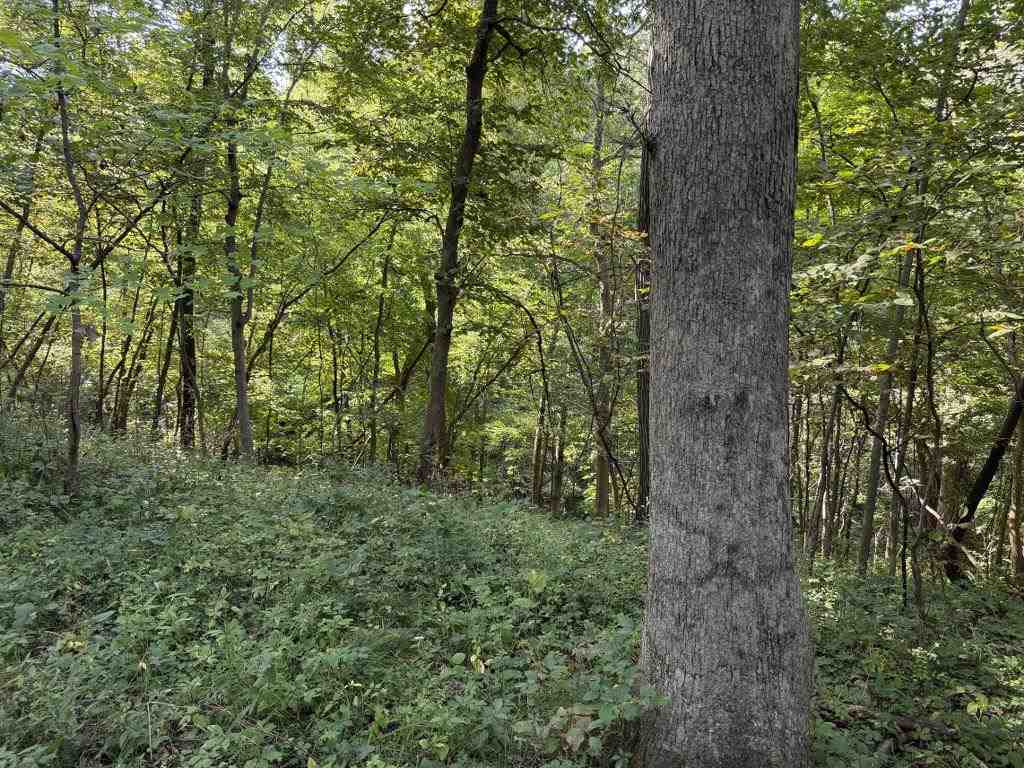 2681 Casey Avenue Letts IA 52754