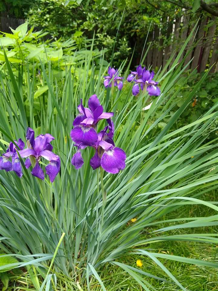 918 E Washington Street Iowa City IA 52240