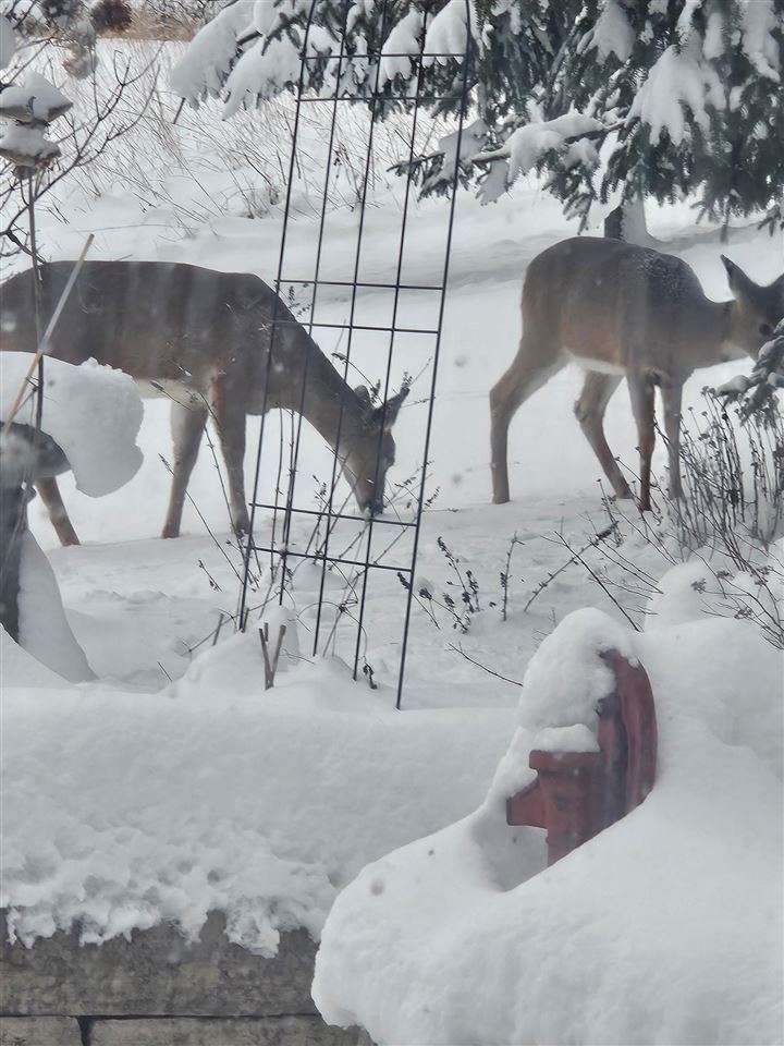 12401 229th Avenue Anamosa IA 52205