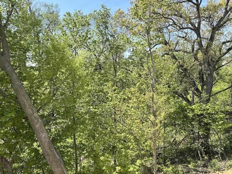 2719 Oak Crest Court NW Cedar Rapids IA 52405