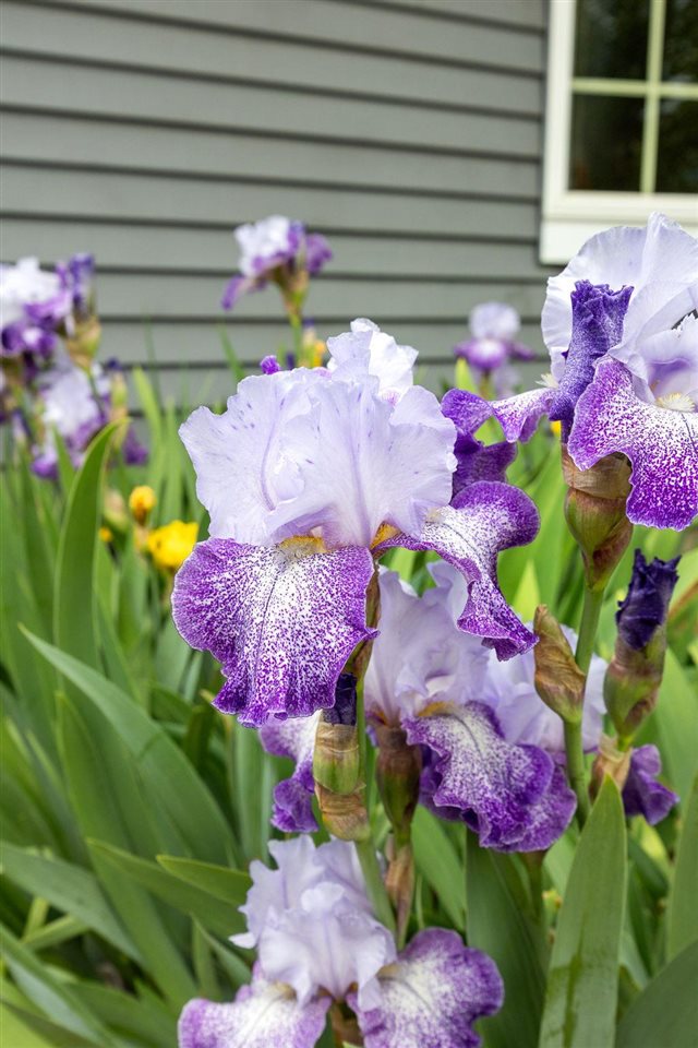 317 N 7th Avenue Iowa City IA 52245