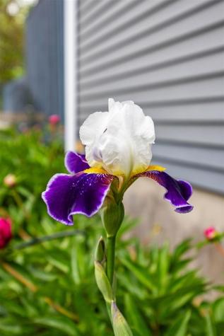 317 N 7th Avenue Iowa City IA 52245