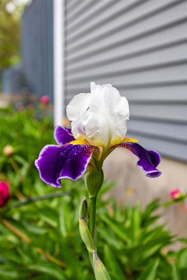 317 N 7th Avenue Iowa City IA 52245