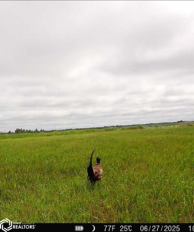 3215 305th Street Dows IA 50071