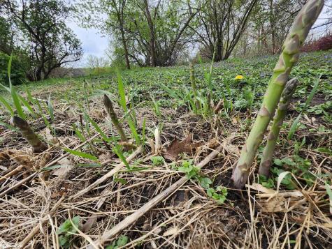 1026 Pleasant Street Forest City IA 50436