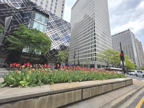 1000 North Lake Shore Drive Chicago IL 60611