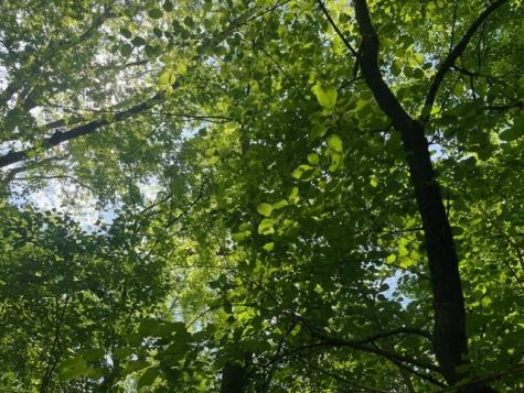 Lot 0 Pine Street S Mchenry IL 60051
