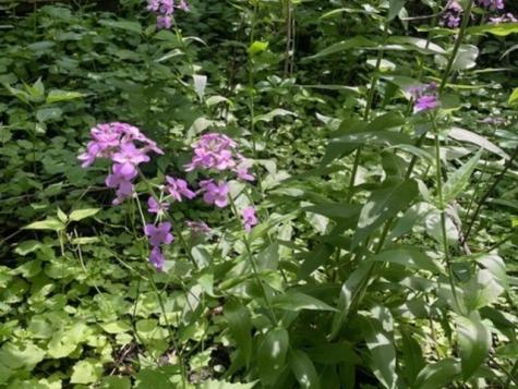 Lot 0 Pine Street S Mchenry IL 60051