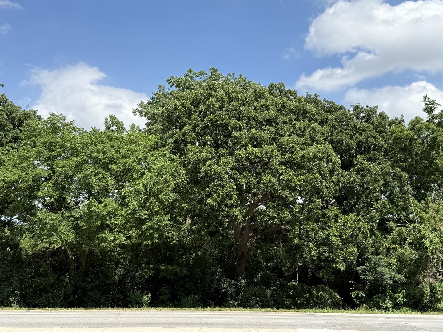 211 North Il-83 Highway N Elmhurst IL 60126