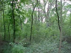 35W247 Fox River Drive St. Charles IL 60174
