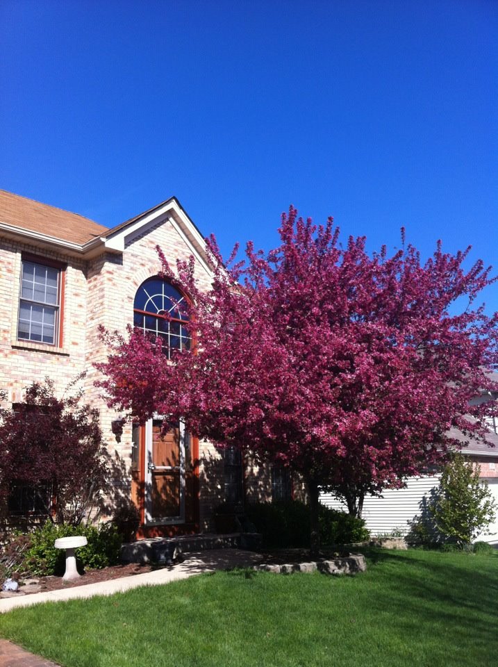 113 Woodlet Lane Bolingbrook IL 60490