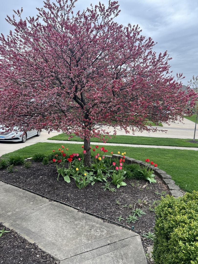 550 Doxbury Lane New Lenox IL 60451