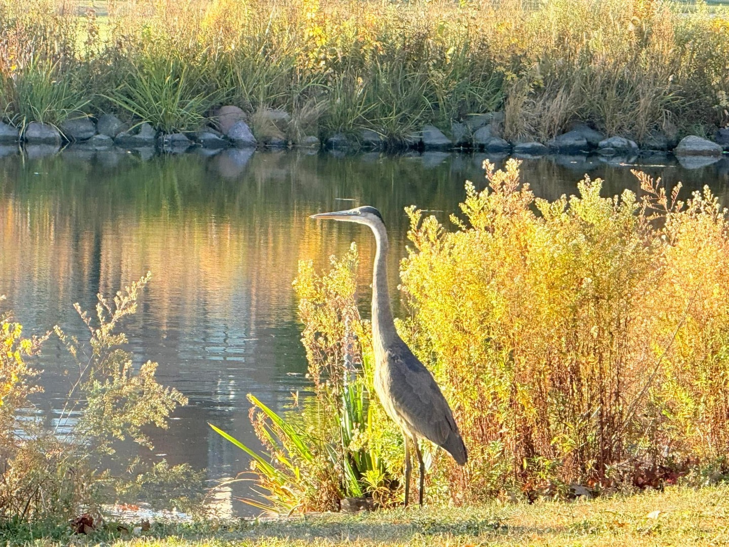 580 Oak Street Glen Ellyn IL 60137