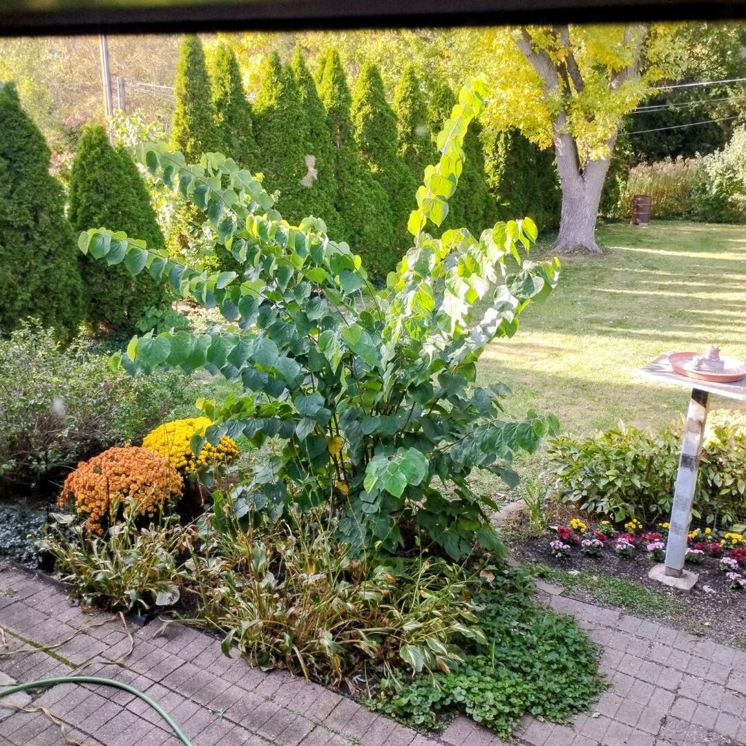 308 Sheldon Avenue Downers Grove IL 60515