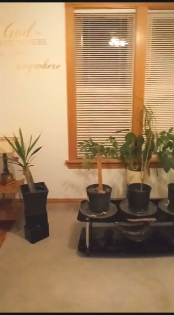 6541 South Carpenter Street Chicago IL 60621