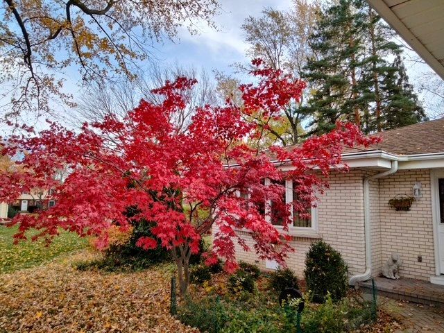 209 Herbert Street Downers Grove IL 60515