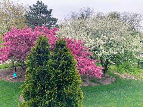 129 North Windsor Circle Bloomingdale IL 60108