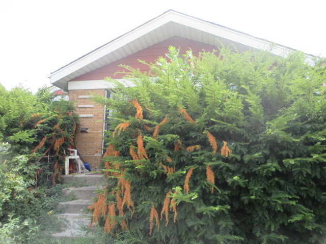 3709 West 66th Place Chicago IL 60629