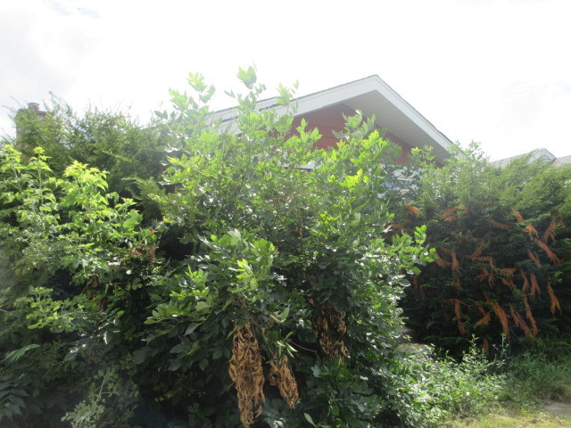 3709 West 66th Place Chicago IL 60629