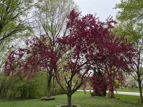 5544 Oak Grove Drive Long Grove IL 60047