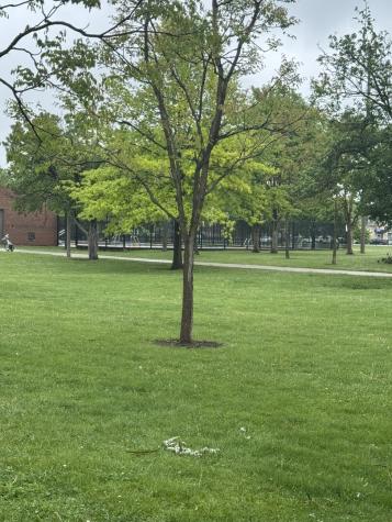 5484 West Higgins Avenue Chicago IL 60630