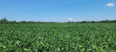 26+/- Acres S Wampler Road Bicknell IN 47512