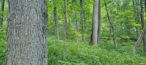 40 Acres 8669 Bird Lane Shoals IN 47581
