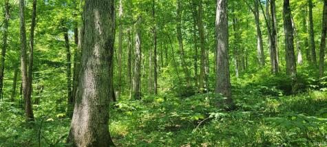 40 Acres 8669 Bird Lane Shoals IN 47581